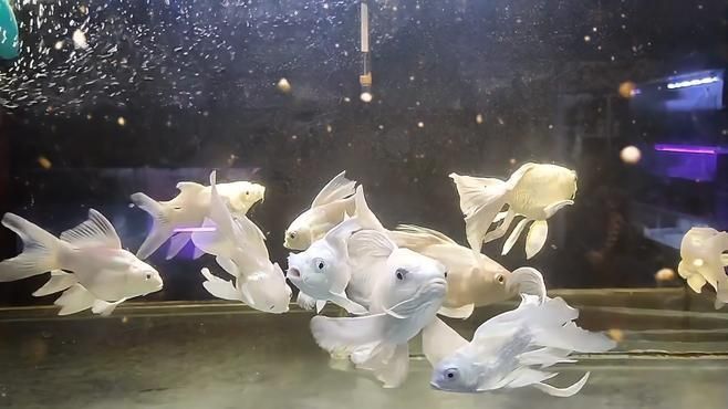藍(lán)寶石魚(yú)咬魚(yú)最簡(jiǎn)單處理方法視頻