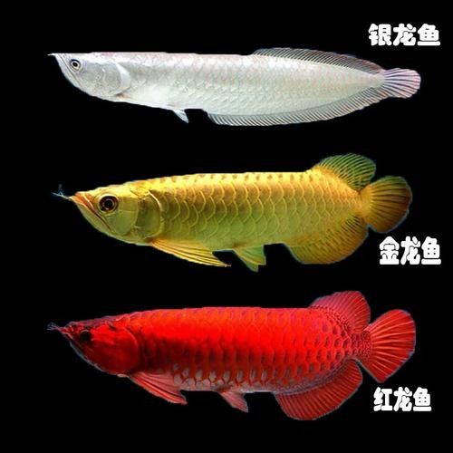 銀龍魚能和紅龍魚混養嗎圖片