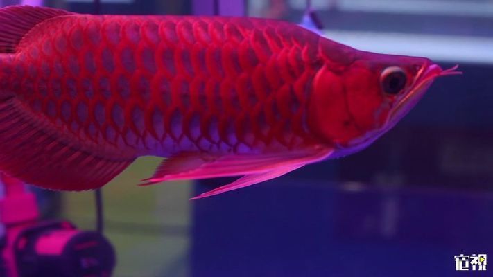 龍魚比賽冠軍特殊組（2023年長城杯世界龍魚錦標(biāo)賽特殊組冠軍特殊組摘要） 龍魚比賽冠軍特殊組（2023年長城杯世界龍魚錦標(biāo)賽特殊組冠軍特殊組摘要） 龍魚百科 第2張