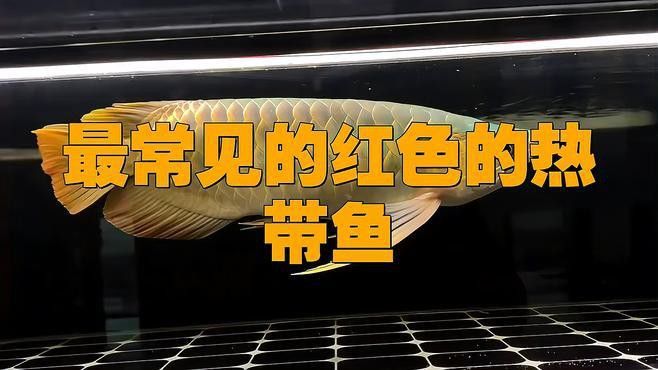 紅龍魚怎么區分