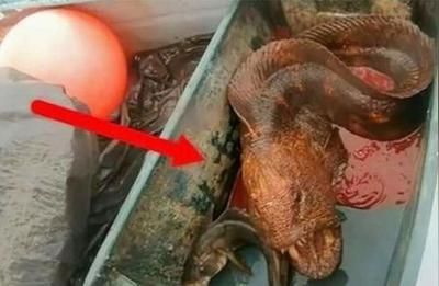 龍魚配魚推薦哪種魚好，豬鼻龜與龍魚混養注意事項豬鼻龜與龍魚混養指南 龍魚配魚推薦哪種魚好，豬鼻龜與龍魚混養注意事項豬鼻龜與龍魚混養指南 龍魚百科 第2張