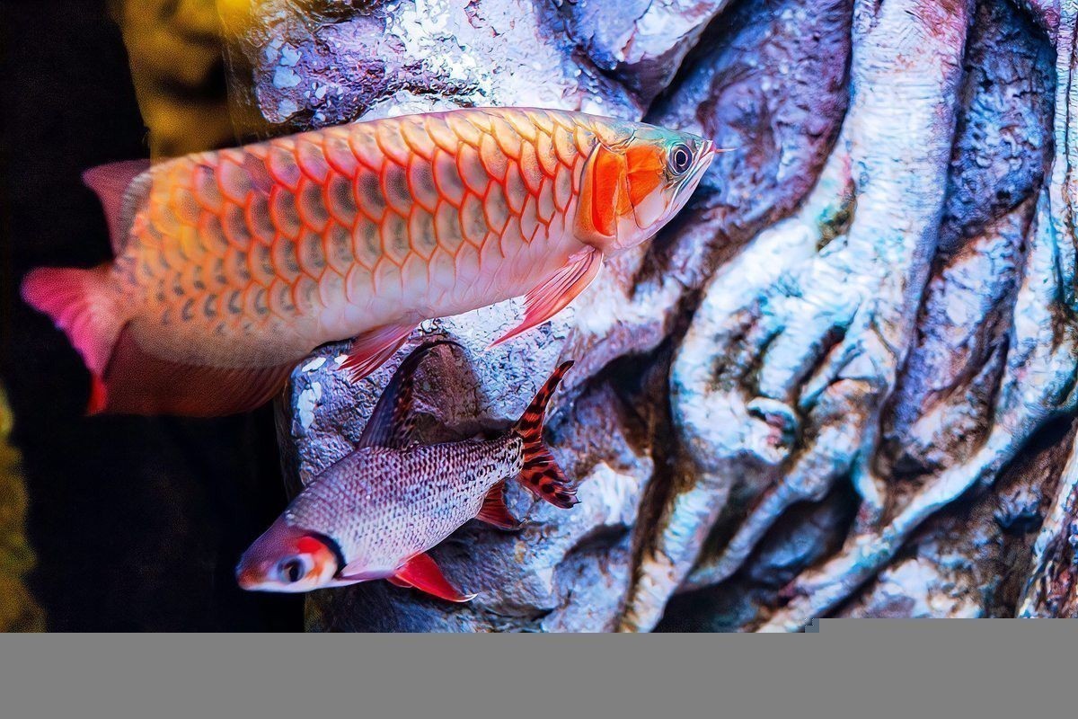 如何判斷金背龍魚的血統純正？