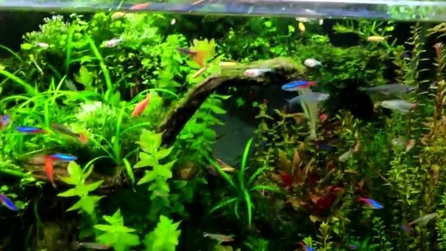 紅龍魚怎么養體型大的好一點（紅龍魚怎么養體型大的好一點呢）