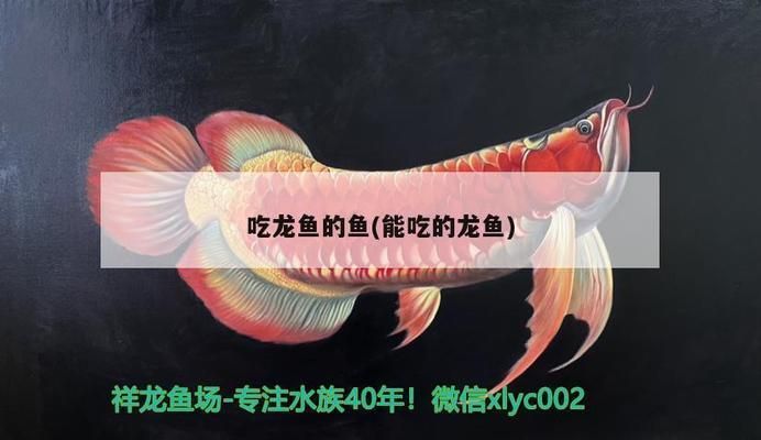 青龍魚的營養(yǎng)價(jià)值及功效（青龍魚與其他魚類比較,青龍魚適宜人群及禁忌青龍魚）