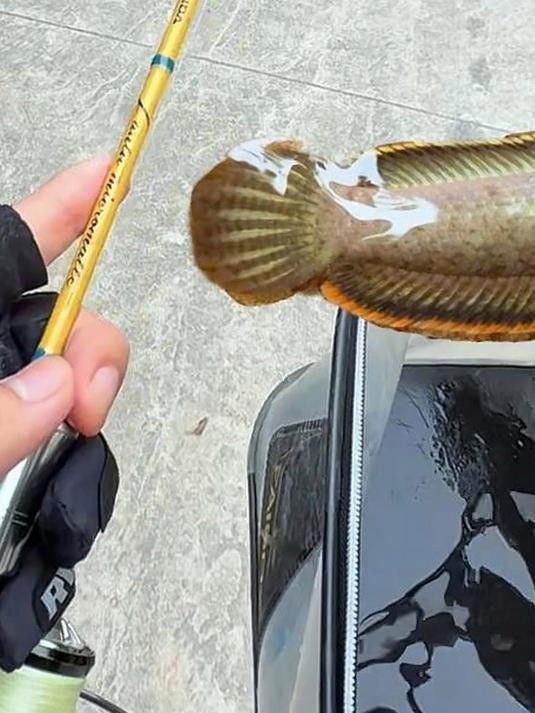 廣東野生雷龍魚有哪些稀有品種？