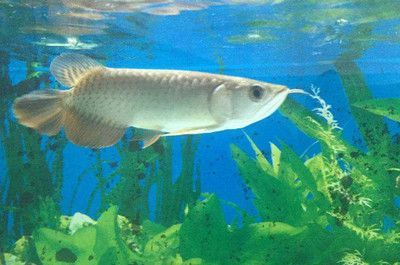 銀龍魚非常小膽怎么辦（如何解決銀龍魚膽小的問題） 銀龍魚非常小膽怎么辦（如何解決銀龍魚膽小的問題） 龍魚百科 第1張