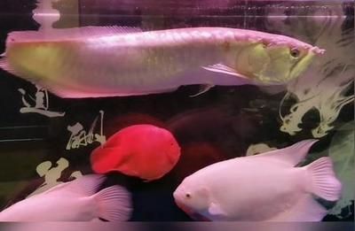 銀龍魚非常小膽怎么辦（如何解決銀龍魚膽小的問題） 銀龍魚非常小膽怎么辦（如何解決銀龍魚膽小的問題） 龍魚百科 第4張