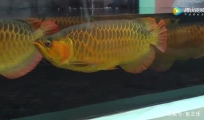 龍魚生長速度快嗎：如何判斷龍魚的生長速度 龍魚生長速度快嗎：如何判斷龍魚的生長速度 龍魚百科 第4張