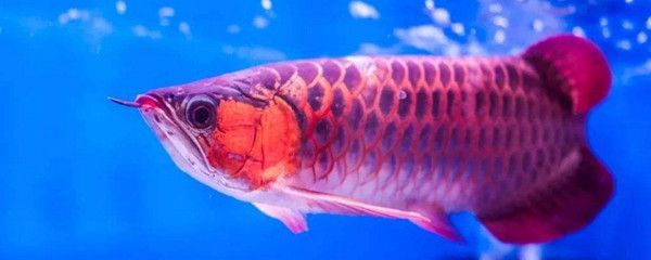 龍魚生長速度快嗎：如何判斷龍魚的生長速度 龍魚生長速度快嗎：如何判斷龍魚的生長速度 龍魚百科 第3張