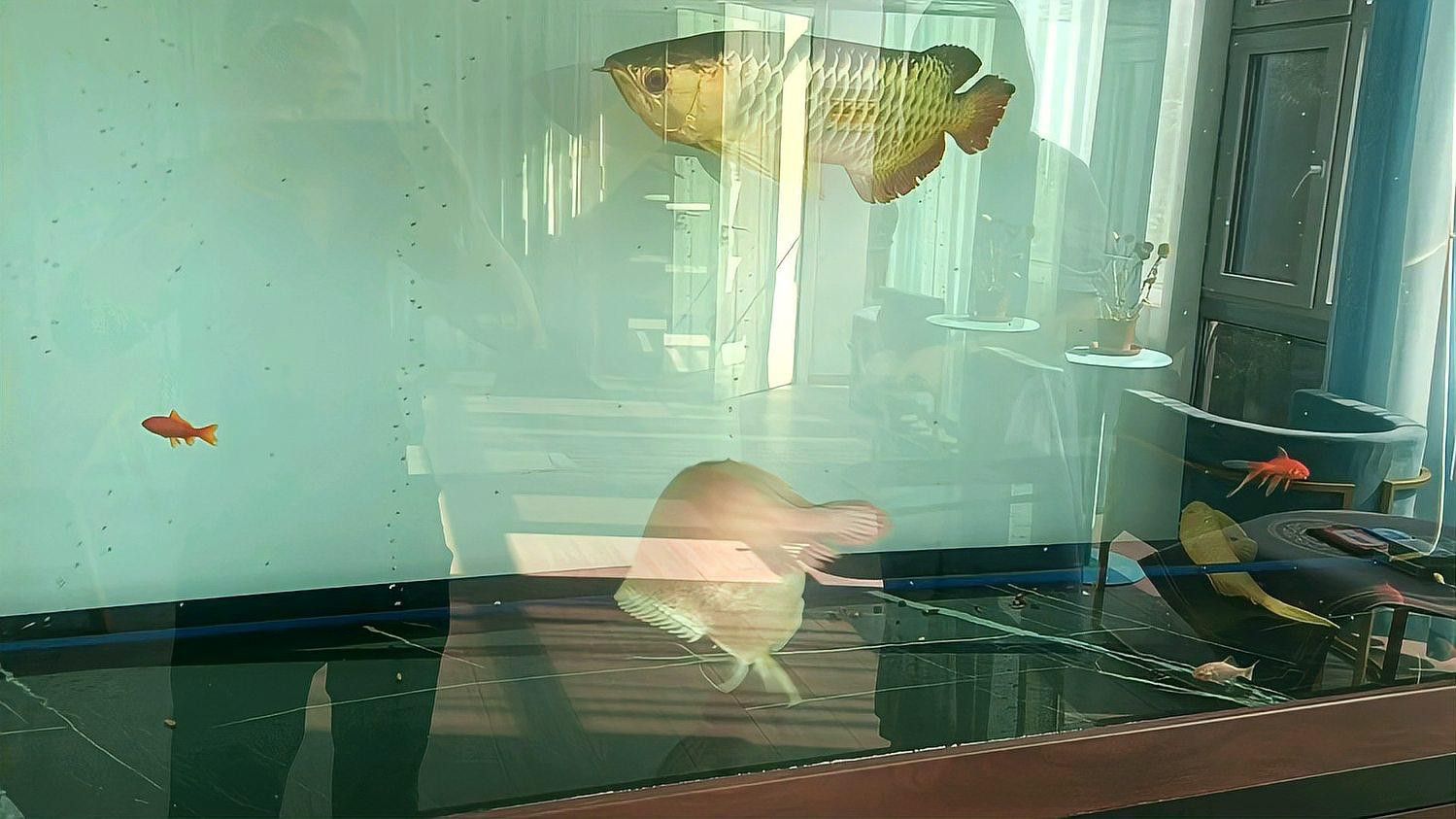 金龍魚吃魚視頻