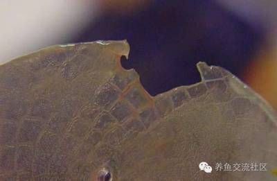 龍魚鱗底充血的原因及治療方法（龍魚鱗底充血可能由多種因素引起）