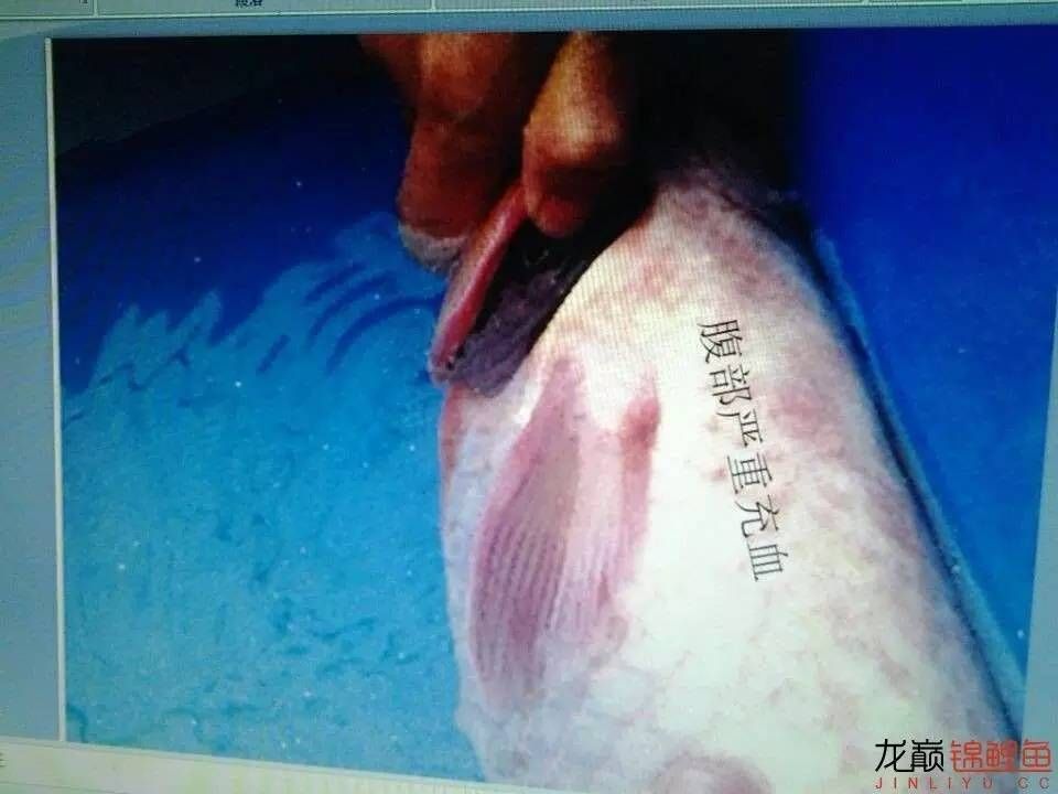 龍魚鱗底充血的原因及治療方法（龍魚鱗底充血可能由多種因素引起）