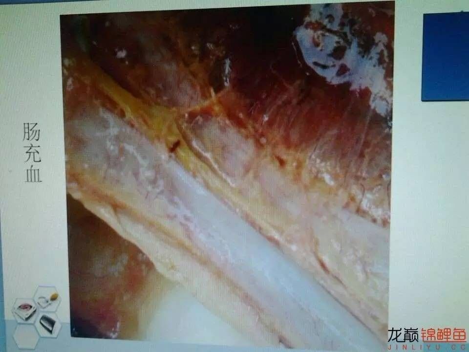 龍魚鱗底充血的原因及治療方法（龍魚鱗底充血可能由多種因素引起）