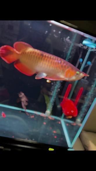 紅龍魚變色過程圖片欣賞視頻
