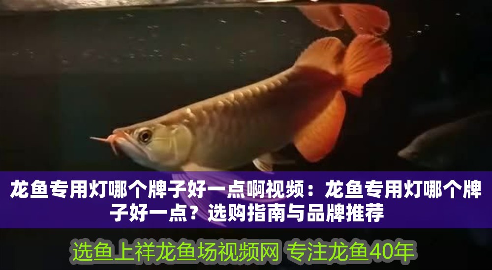 龍魚專用燈哪個牌子好一點(diǎn)啊視頻：龍魚專用燈哪個牌子好一點(diǎn)？選購指南與品牌推薦