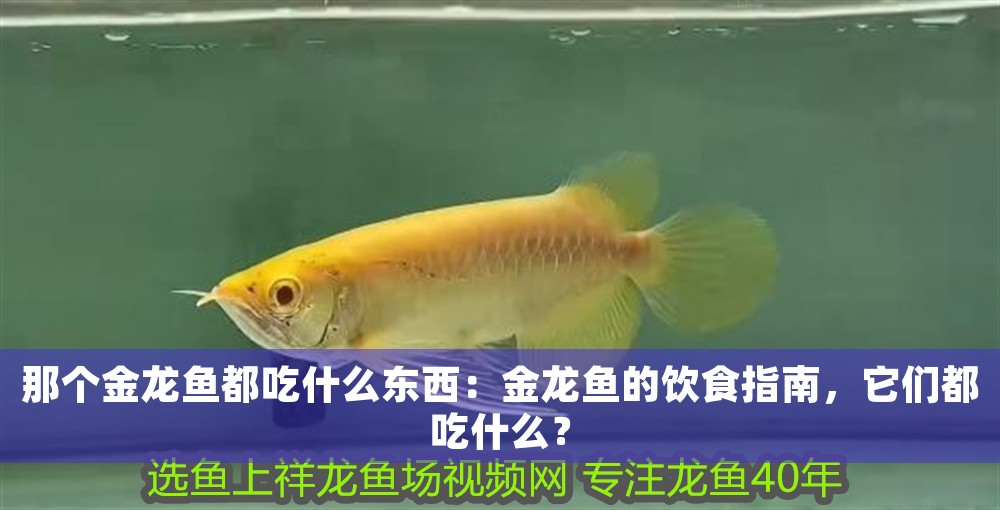 那個金龍魚都吃什么東西：金龍魚的飲食指南，它們都吃什么？