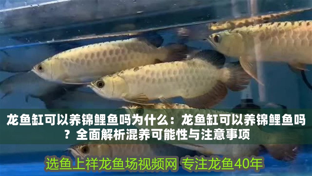 龍魚(yú)缸可以養(yǎng)錦鯉魚(yú)嗎為什么：龍魚(yú)缸可以養(yǎng)錦鯉魚(yú)嗎？全面解析混養(yǎng)可能性與注意事項(xiàng)