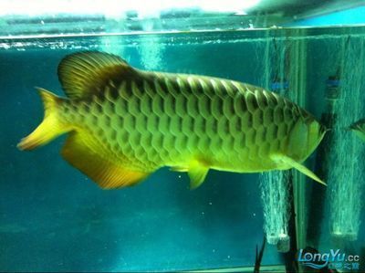 龍魚抬頭：“龍抬頭”是一種文化象征，如果你的龍魚持續出現異常行為