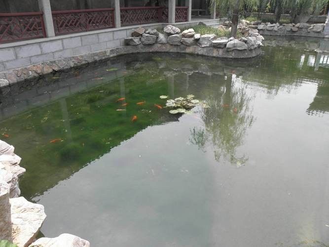 龍魚缸造景圖片高清圖