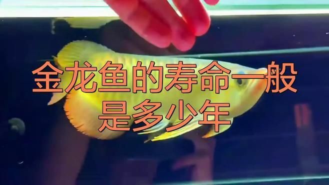 金龍魚正常壽命是多少年