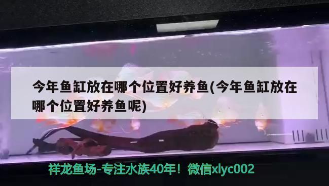今年魚缸放在哪個位置好養(yǎng)魚(今年魚缸放在哪個位置好養(yǎng)魚呢)