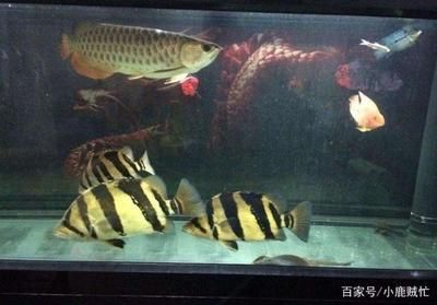 龍魚跟虎魚養的寓意和象征 龍魚跟虎魚養的寓意和象征 龍魚百科 第3張
