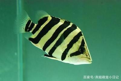 龍魚跟虎魚養的寓意和象征 龍魚跟虎魚養的寓意和象征 龍魚百科 第2張
