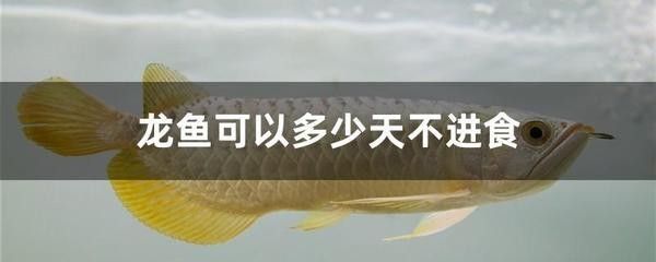 龍魚吃什么？：龍魚可以吃的食物包括昆蟲類、各種蝦類、小魚、泥鰍等各種活餌