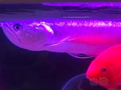龍魚生病了要開燈嗎：當龍魚生病時，是否需要開燈取決于具體情況