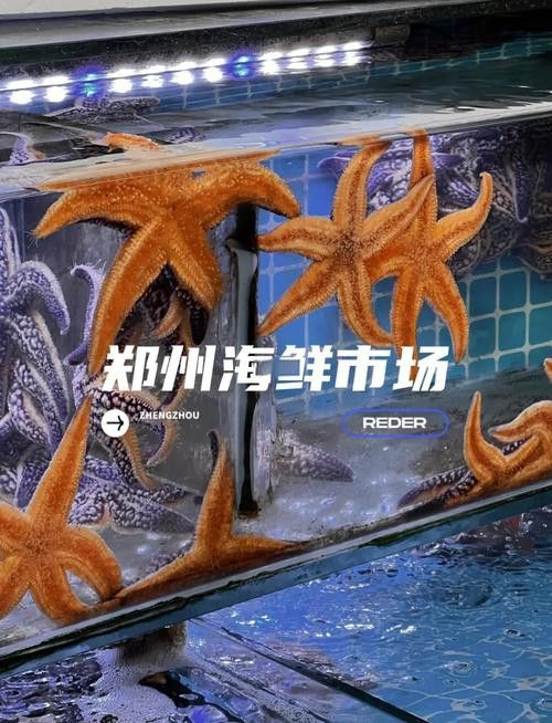鄭州哪個市場賣龍魚好吃 鄭州哪個市場賣龍魚好吃 龍魚百科 第4張