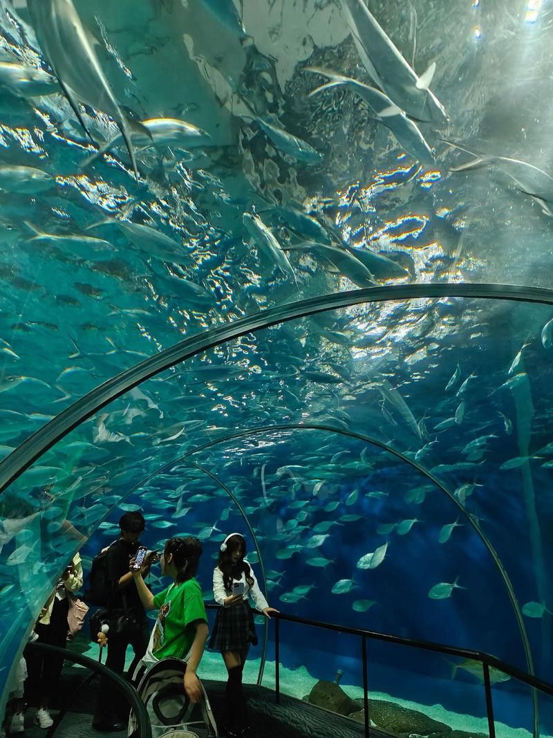 衡水龍魚水族館在哪個位置呀 衡水龍魚水族館在哪個位置呀 龍魚百科 第4張