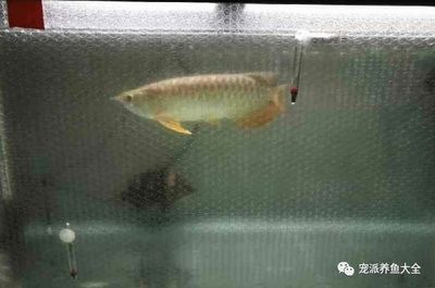 養龍魚的魚缸一個月用多少電費養龍魚的魚缸電費因素而異：養龍魚的魚缸一個月用多少電費養龍魚的魚缸一個月用多少電費 養龍魚的魚缸一個月用多少電費養龍魚的魚缸電費因素而異：養龍魚的魚缸一個月用多少電費養龍魚的魚缸一個月用多少電費 龍魚百科 第1張