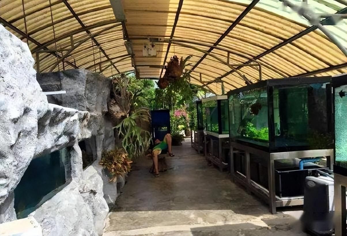 養龍魚的魚缸一個月用多少電費養龍魚的魚缸電費因素而異：養龍魚的魚缸一個月用多少電費養龍魚的魚缸一個月用多少電費 養龍魚的魚缸一個月用多少電費養龍魚的魚缸電費因素而異：養龍魚的魚缸一個月用多少電費養龍魚的魚缸一個月用多少電費 龍魚百科 第3張