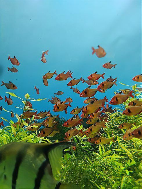 孔雀魚和龍魚混養(yǎng)好不好呢