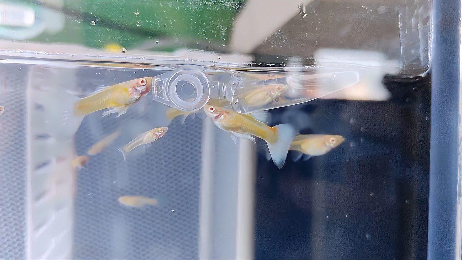 孔雀魚和龍魚混養(yǎng)好不好呢