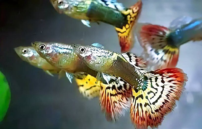 孔雀魚和龍魚混養(yǎng)好不好呢
