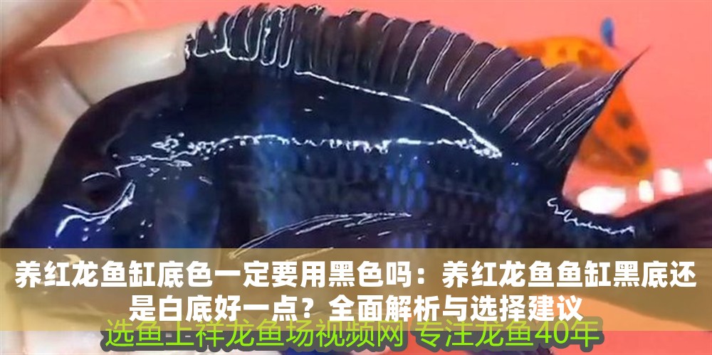 養紅龍魚缸底色一定要用黑色嗎：養紅龍魚魚缸黑底還是白底好一點？全面解析與選擇建議