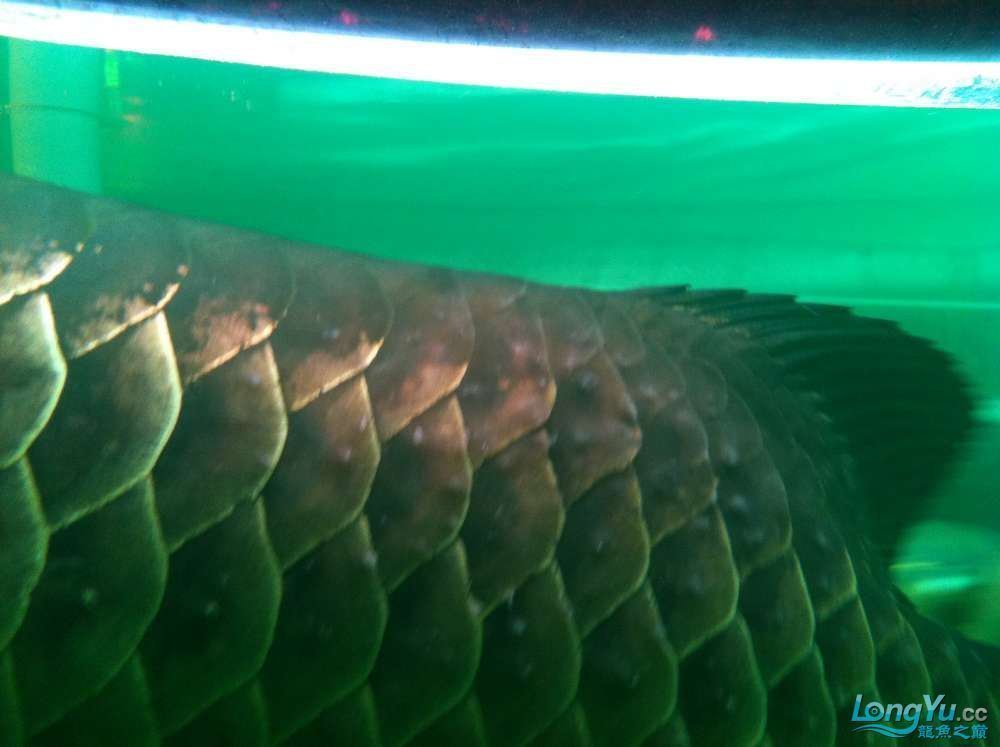 龍魚(yú)魚(yú)鱗寄生蟲(chóng)圖片大全（龍魚(yú)魚(yú)鱗寄生蟲(chóng)圖片） 龍魚(yú)魚(yú)鱗寄生蟲(chóng)圖片大全（龍魚(yú)魚(yú)鱗寄生蟲(chóng)圖片） 龍魚(yú)百科 第3張