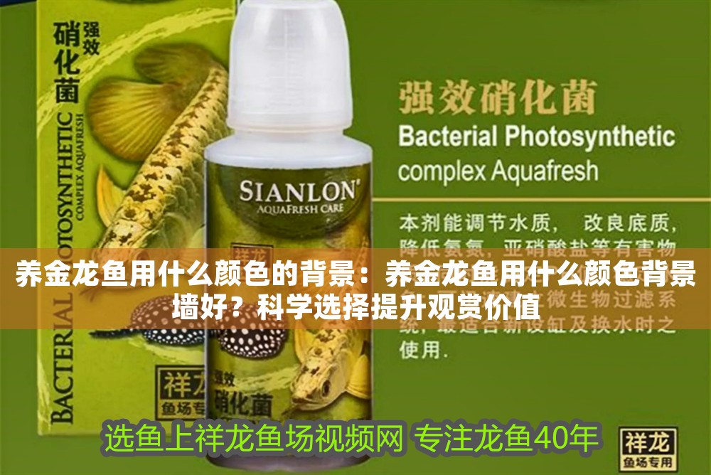 養金龍魚用什么顏色的背景：養金龍魚用什么顏色背景墻好？科學選擇提升觀賞價值 養金龍魚用什么顏色的背景：養金龍魚用什么顏色背景墻好？科學選擇提升觀賞價值 龍魚百科 第1張
