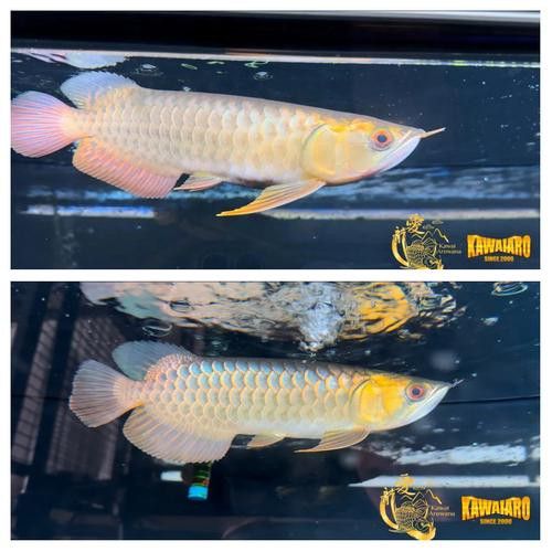 藍色金龍魚價格圖片欣賞