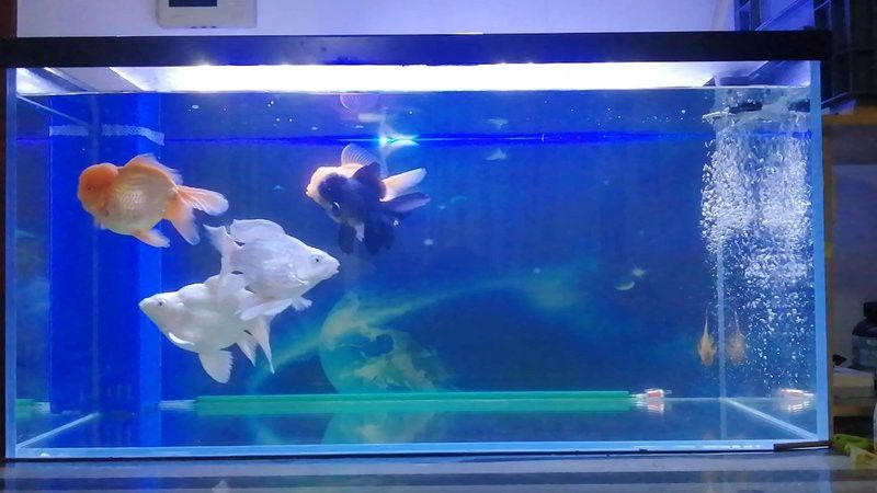蝴蝶鯉和金龍魚混養