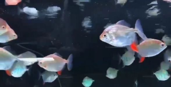 銀版魚繁殖成功率的影響因素：銀版魚的繁殖成功率受到多種因素影響銀版魚的繁殖成功率