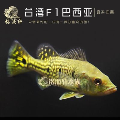龍魚一般配什么魚好看：選擇與龍魚混養(yǎng)的配魚時需要考慮多個因素，需要考慮多個因素