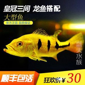 龍魚一般配什么魚好看：選擇與龍魚混養(yǎng)的配魚時需要考慮多個因素，需要考慮多個因素