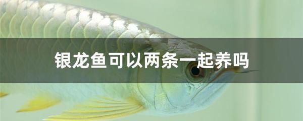 銀龍魚養了幾個月了,能不能加兩條清道夫？（銀龍魚可以與清道夫魚混養嗎？）