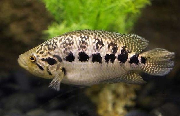 龍魚和鸚鵡魚混養的喂食方法（在混養龍魚和鸚鵡魚時合理的喂食策略是非常重要的）