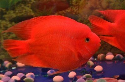 龍魚和鸚鵡魚混養的喂食方法（在混養龍魚和鸚鵡魚時合理的喂食策略是非常重要的）