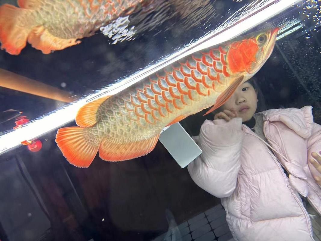 金龍魚一般多大的缸：金龍魚的魚缸尺寸 金龍魚一般多大的缸：金龍魚的魚缸尺寸 龍魚百科 第7張
