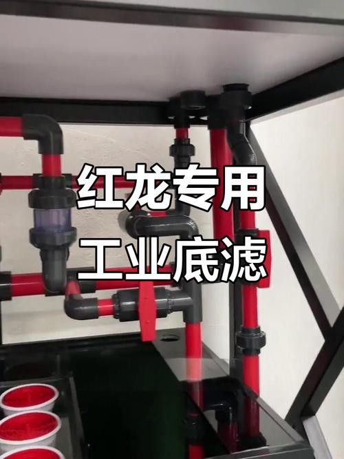 金龍魚一般多大的缸：金龍魚的魚缸尺寸 金龍魚一般多大的缸：金龍魚的魚缸尺寸 龍魚百科 第8張