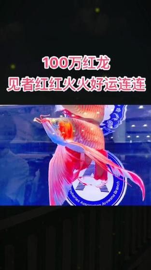 金龍魚一般多大的缸：金龍魚的魚缸尺寸 金龍魚一般多大的缸：金龍魚的魚缸尺寸 龍魚百科 第9張